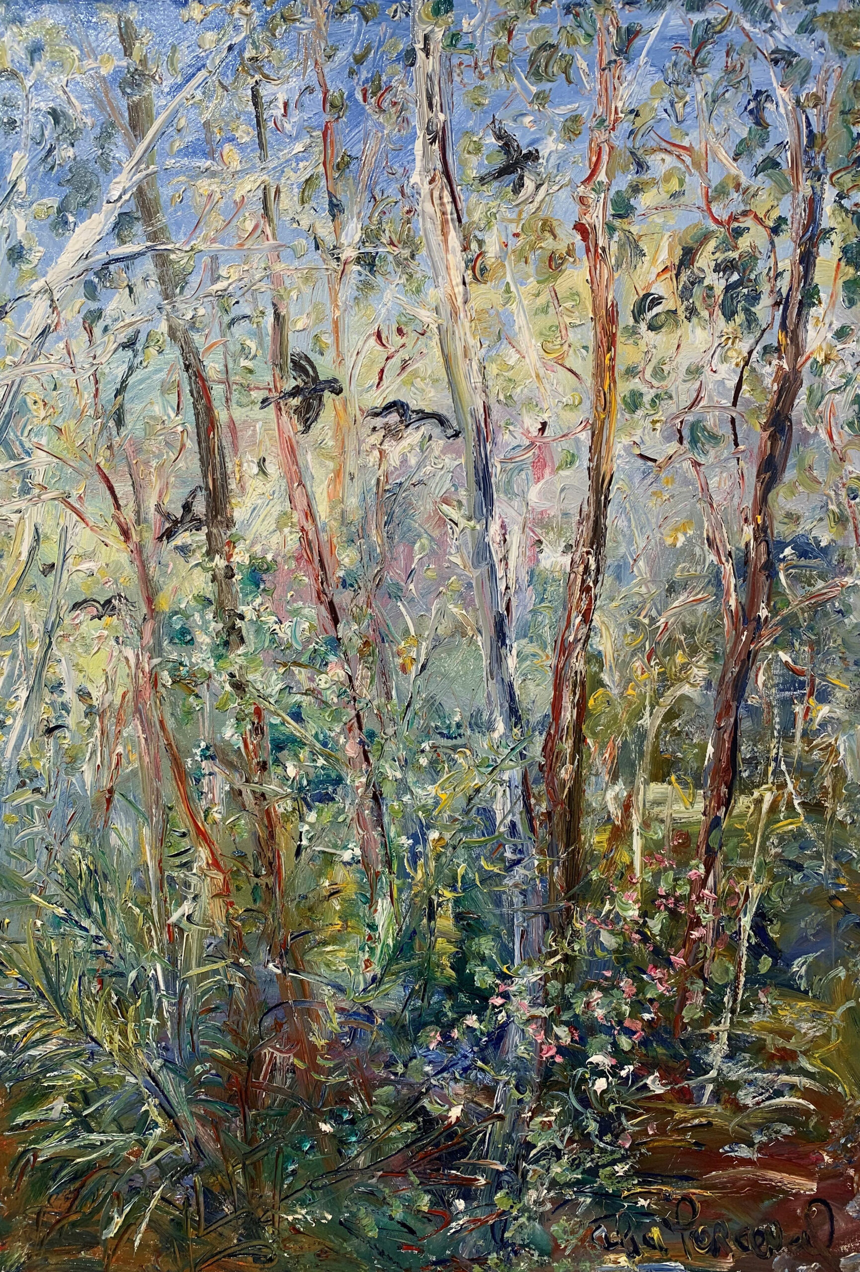 Perceval-Black Cockies Passing Through Corrine Forest NSW-oil on canvas-100 x 69cm-master