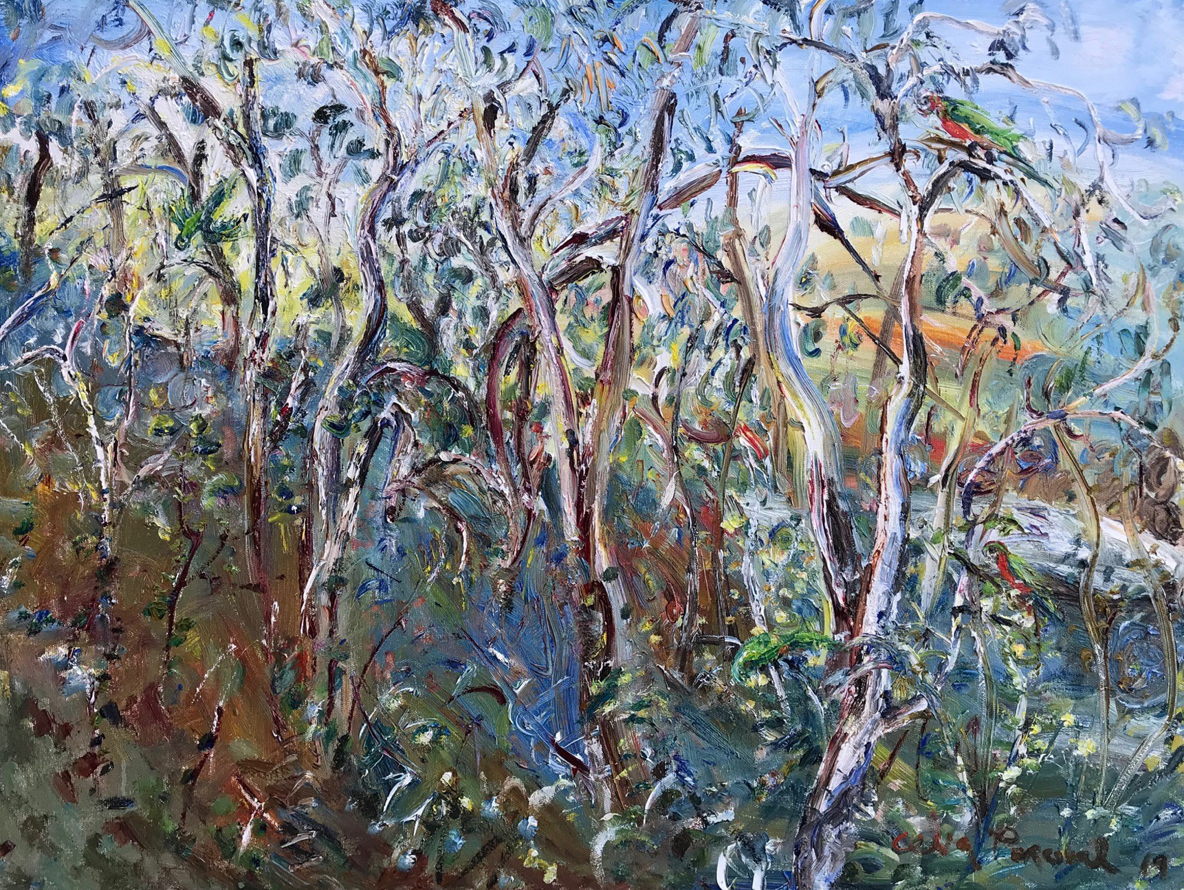 Celia Perceval 'Parrots in the Snow Gums, Evening Light Over the River' oil on canvas 102 x 76 cm $12,800