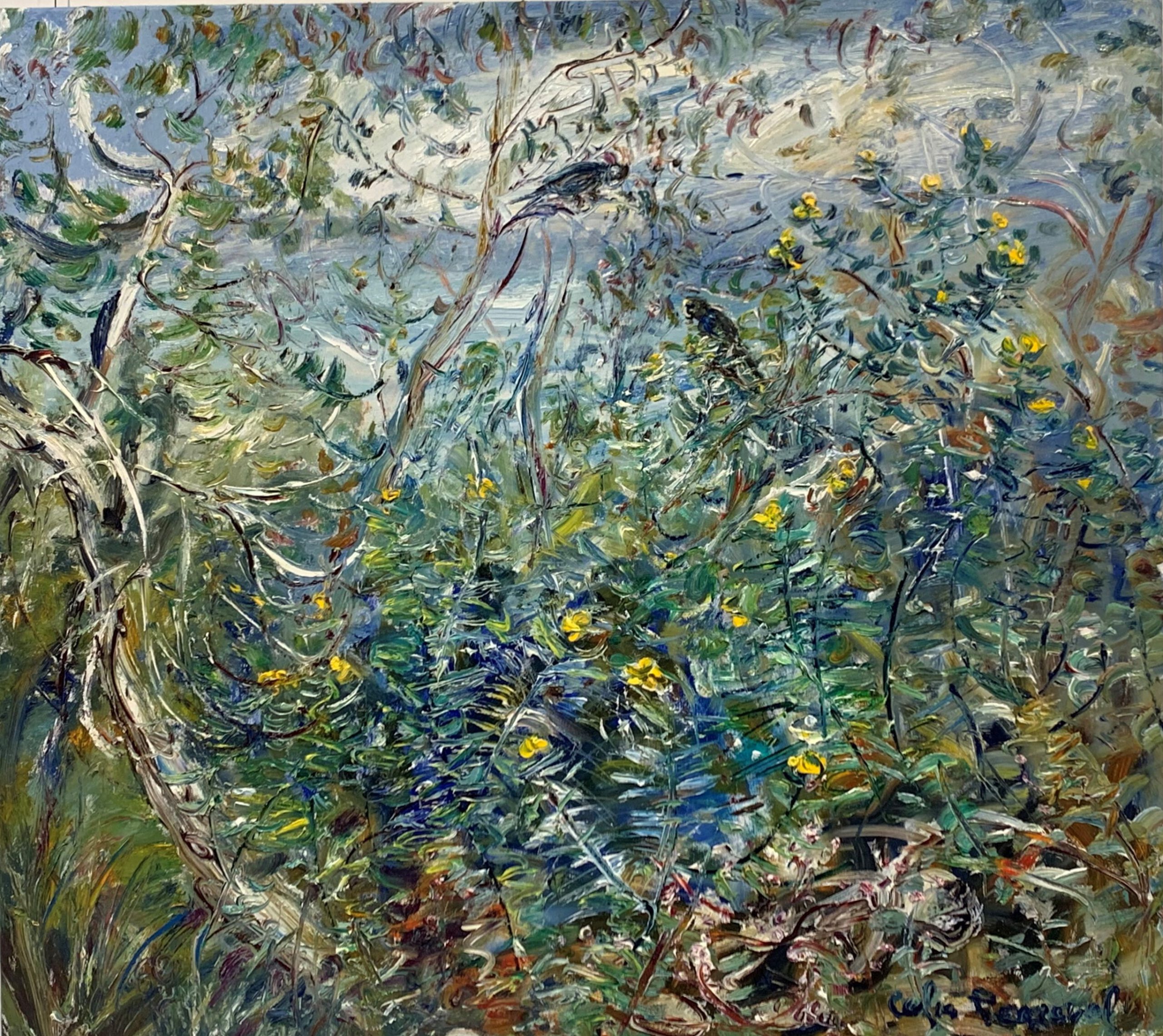 Celia Perceval 'Cockies in yellow flowering scrub' 90 x 100cm $15,000