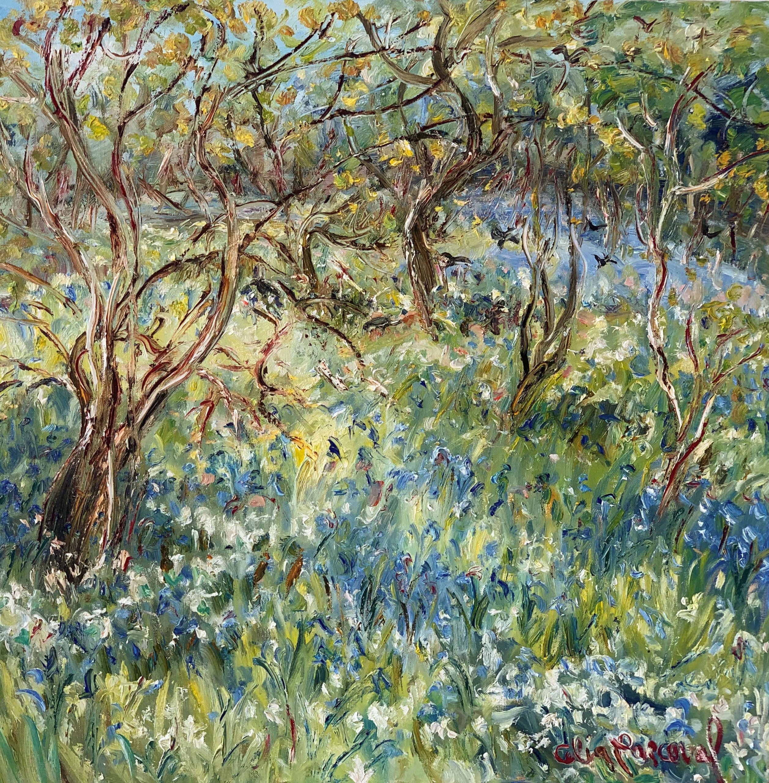 Celia Perceval 'Bluebells in Wild Garlic on the Rodd Wood' oil on canvas 76 x 76cm $13,000